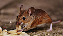 24 Hour & Emergency Exterminators in Ogden Park, IL